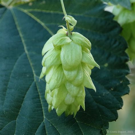 houblon sauvage|houblon wikipedia.